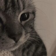 Эдди Лоуренс